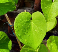  Guduchi (Tinospora Cordifolia)